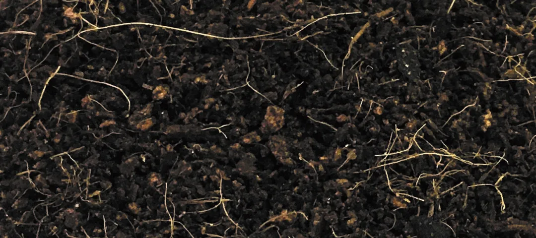 パームフィル写真